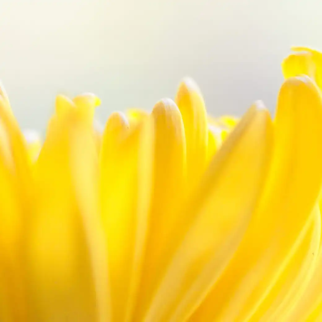 Close-up of yellow flower petals curling against a pale sky
