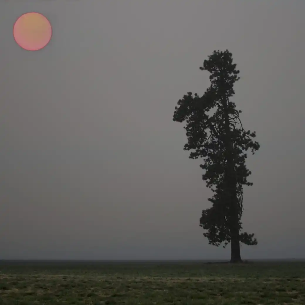 A single tall tree in a misty field under a faint red sun