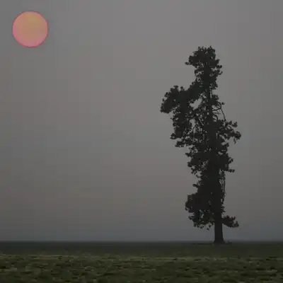 A single tall tree in a misty field under a faint red sun