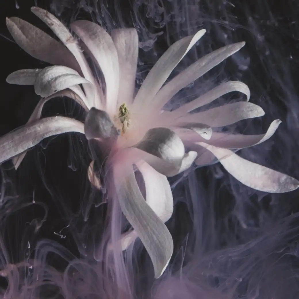 A pale lilac flower opening through drifting smoke on a dark ground